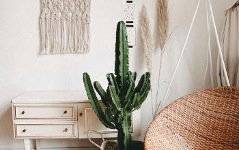 Wallpaper Green Cactus Plant in Room