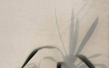 Wallpaper A Shadow of a Plant on a White Sheet