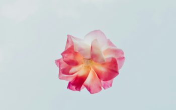 Wallpaper Red and White Petaled Flower Close-Up