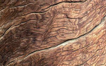 Wallpaper Brown Tree Bark