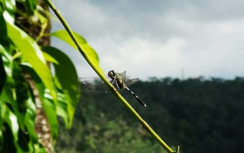 Wallpaper Black Dragonfly on Green Leaf