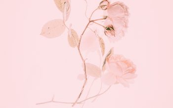 Wallpaper Pink Flower Painting