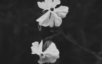 Wallpaper Grayscale Petaled Flower