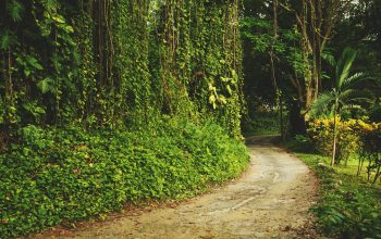 Wallpaper Dirt Road Beside Grass and Trees