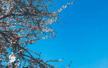 Wallpaper Tree Under Blue Sky