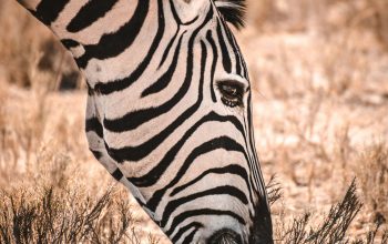 Wallpaper Zebra Eating Grasses
