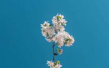 Wallpaper Blooming White Petaled Flowers
