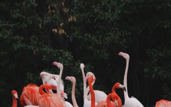 Wallpaper White and Pink Flamingos