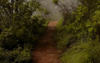 Wallpaper Empty Pathway