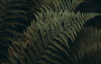 Wallpaper Green Ferns