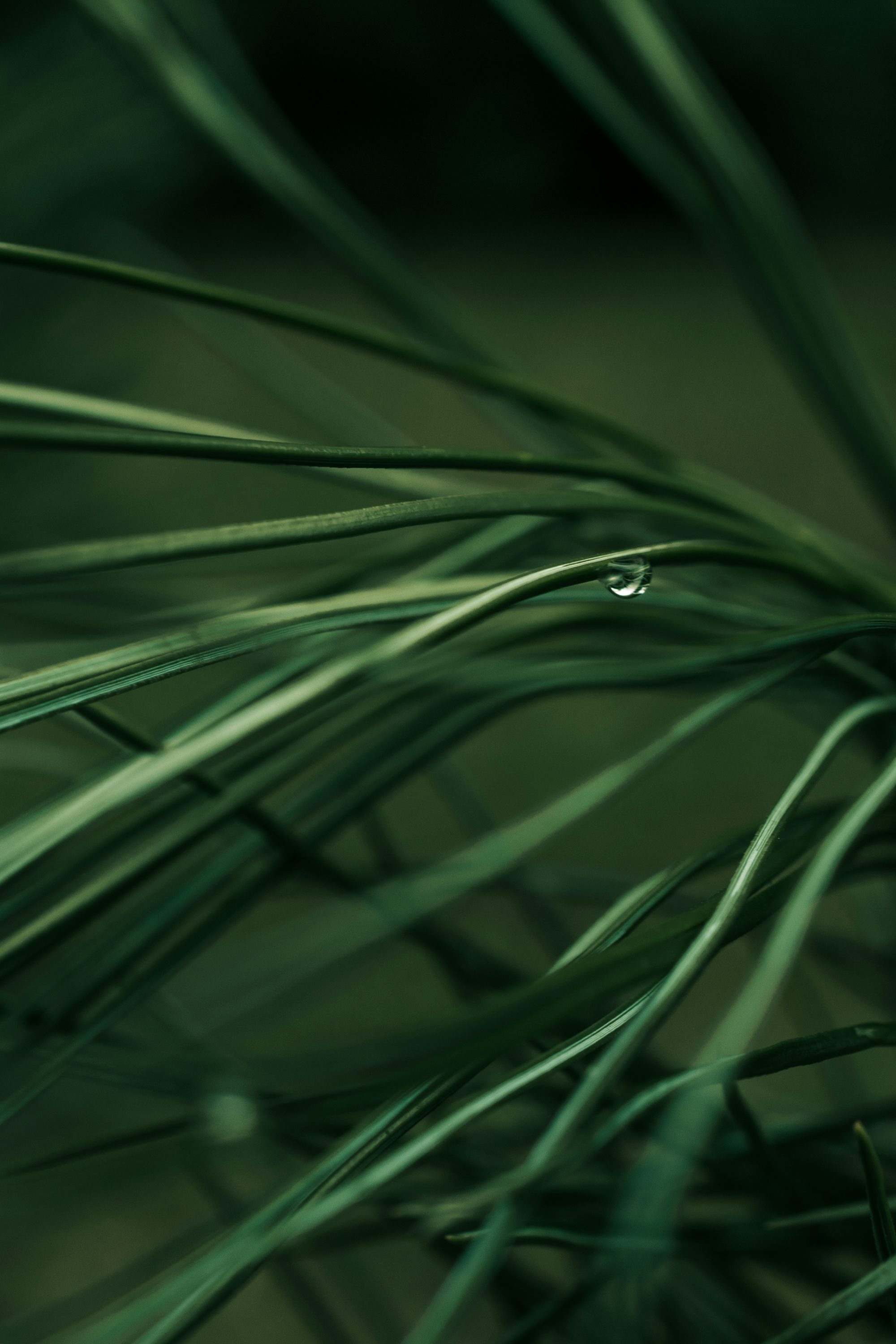 Wallpaper Green Grass Localstartupfest lokercepat id