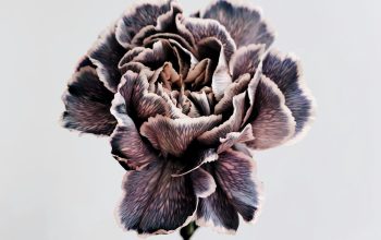 Wallpaper Person Holding Gray and White Petaled Flower