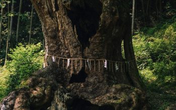 Wallpaper Shallow Focus Tree