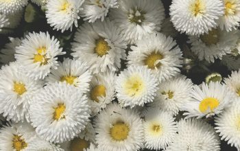 Wallpaper White Flowers
