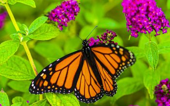 Wallpaper Close-Up Photography of Monarch Butterfly on Plant