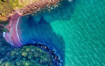 Wallpaper Aerial Photography of Green Trees Beside Body of Water