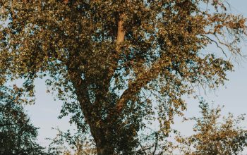 Wallpaper Brown and Black Tree Branch