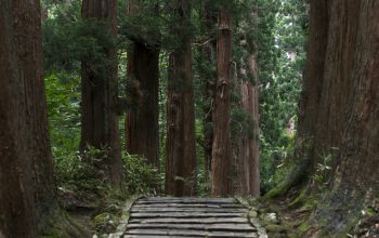 Wallpaper Gray Pathway Surrounded by Tall Green Trees