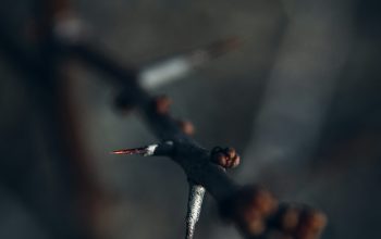 Wallpaper Gray and Brown Branch