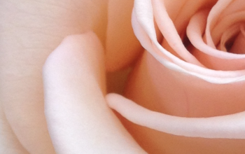 Wallpaper White Rose Flower