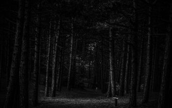 Wallpaper A Black and White Dark Forest