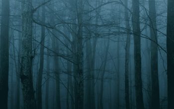 Wallpaper Forest Trees Photograph