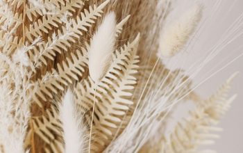 Wallpaper Brown Fern Plant