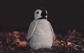 Wallpaper White and Black Penguin Plush Toy