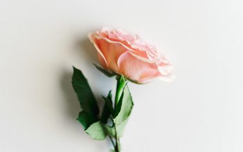 Wallpaper Pink Petaled Flower on White Surface