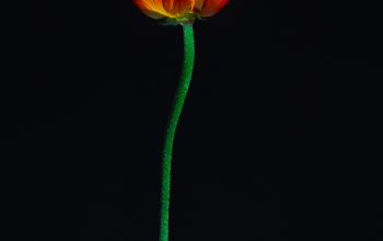 Wallpaper Minimalist Photography of Red-Petaled Flower