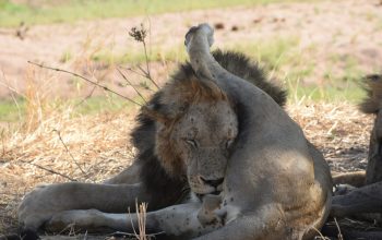 Wallpaper Lion Lying on Ground