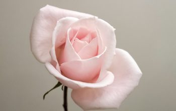 Wallpaper Pink Rose