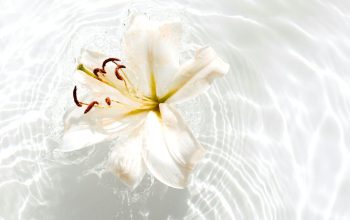 Wallpaper White and Yellow Flower on Water