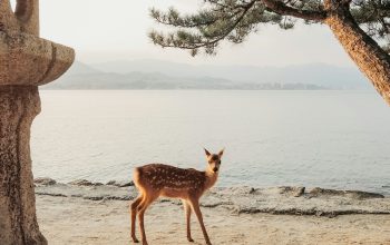 Wallpaper Brown Deer Standing on Brown Sand near Body of Water