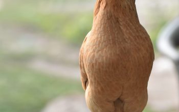 Wallpaper Brown Hen on Gray Concrete Floor During Daytime