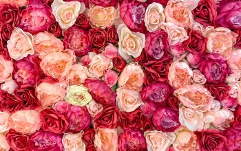 Wallpaper Pink and White Rose Petals