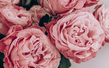 Wallpaper Pink Roses Close-Up Photography