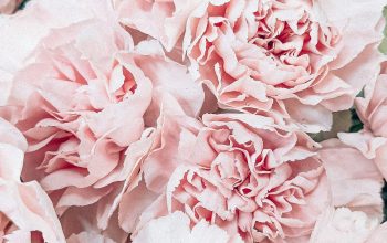 Wallpaper Pink Flower Macro