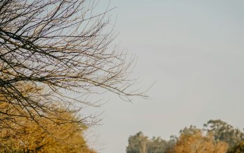 Wallpaper Brown Leafless Tree on Green Grass Field During Daytime