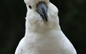 Wallpaper White Bird Close-Up Photography