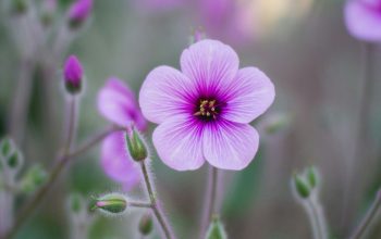 Wallpaper Purple Flower in Tilt-Shift Lens