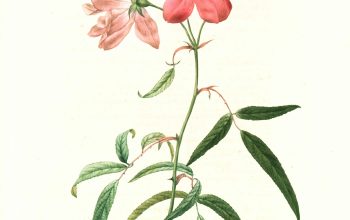 Wallpaper Pink and Green Flower Painting
