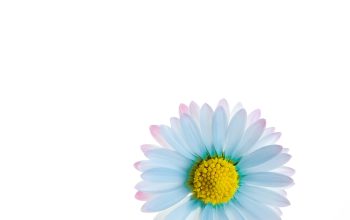 Wallpaper Purple and Yellow Flower Illustration