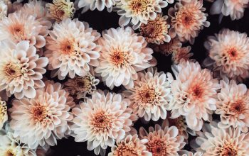 Wallpaper White and Brown Flowers Close Up