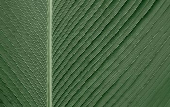 Wallpaper Green and White Striped Textile
