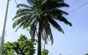 Wallpaper Green Palm Tree Near Green Grass Field During Daytime