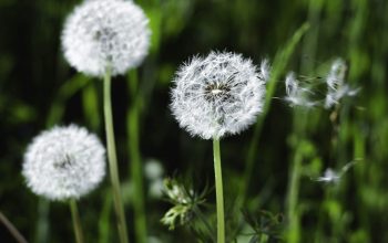 Wallpaper White Dandelion Close-Up