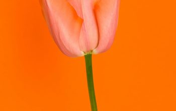 Wallpaper Pink Tulip Close-Up Photography