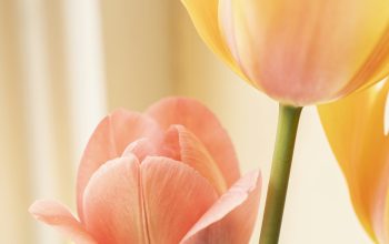 Wallpaper Yellow and Red Tulip in Bloom Close Up Photo