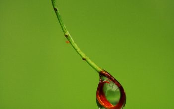 Wallpaper Red and Green Plant Stem with Water Droplets